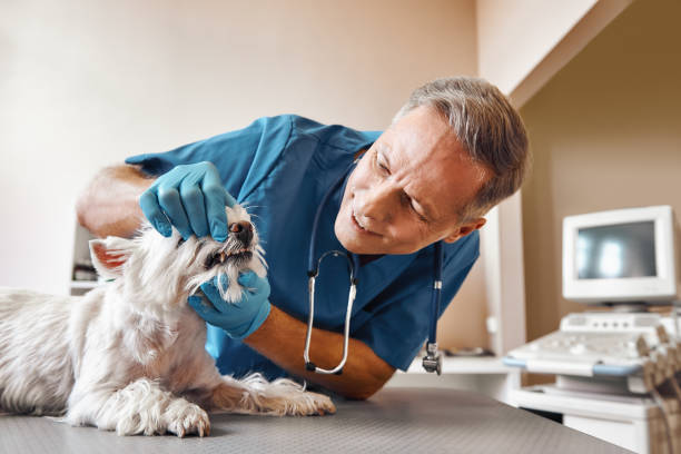 Best Emergency Dental Care for Broken or Chipped Teeth in Bossier City, LA